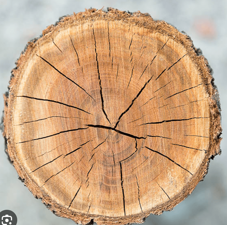 Photo de tronc de Bouleau